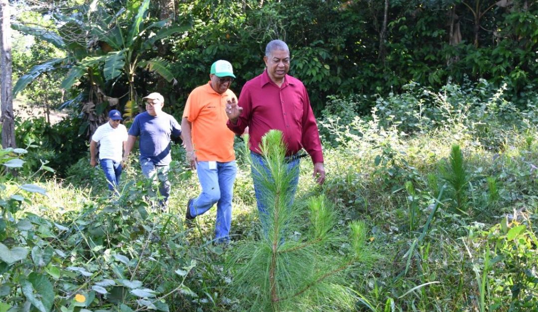Plantas sembradas por Interior y Policía protegen bosques y cuencas de ríos